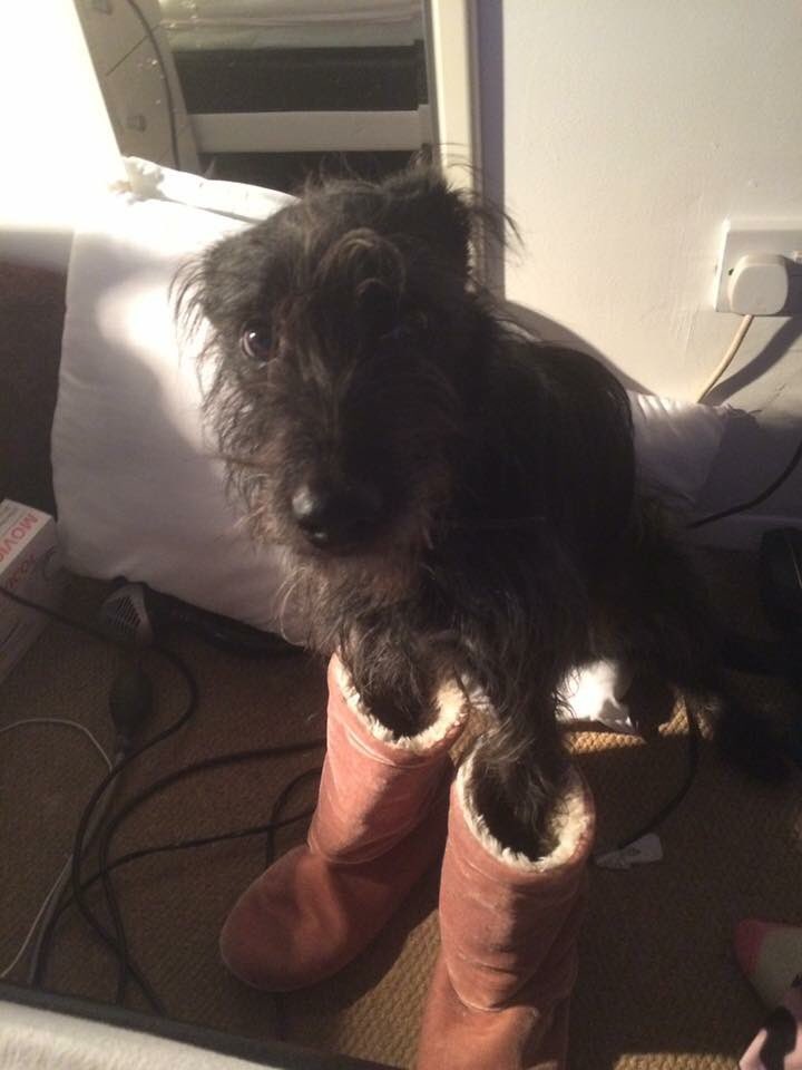 Jimmy is getting his boots on ready for his training walk today! #whiskerwednesdays #dogsoftwitter <a href="/Recruit4vets/">Recruit4vets</a>