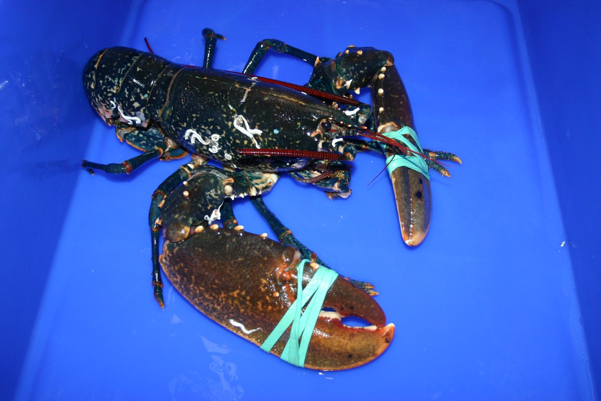 ToddFishLobster's tweet photo. We're delivering the last of our medium #Lobsters to @KiltedLobster tomorrow BUT we have an offer on large lobsters! https://t.co/NqnpgBLUxE https://t.co/SKxFXYPGLN