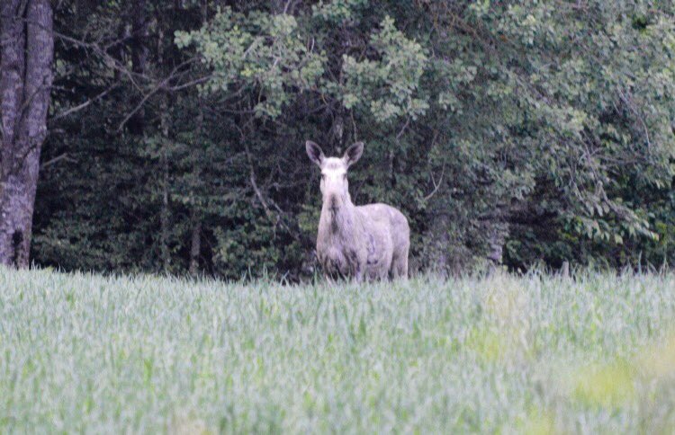 Daniel Hjort tweet media