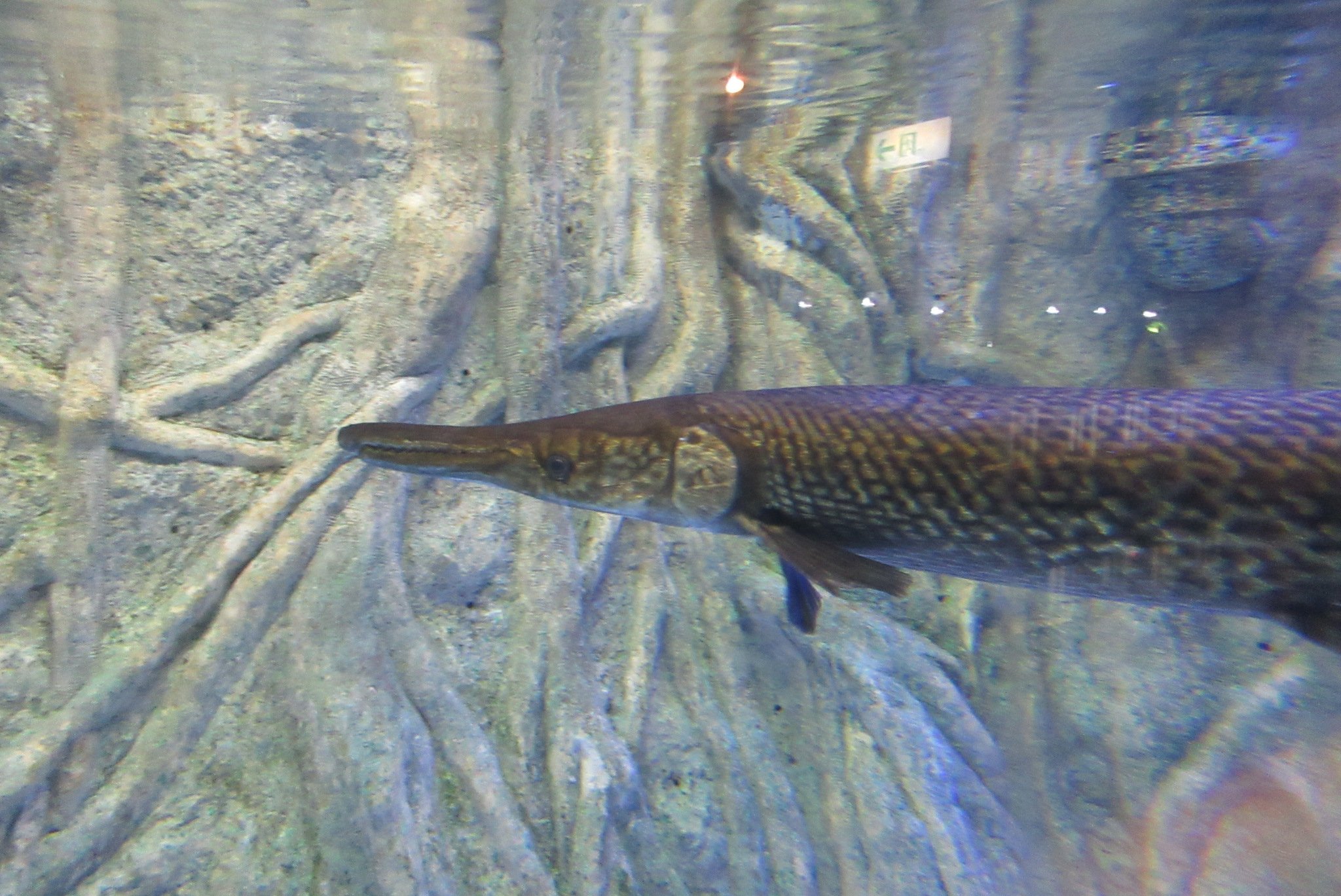 かわんわん 名古屋城で捕獲されたアリゲーターガーが剥製になって碧南海浜水族館 展示されてるって話を今ニュースでやってたけど今日竹島水族館で見た展示が心に来る T Co Hlzscztjrq Twitter