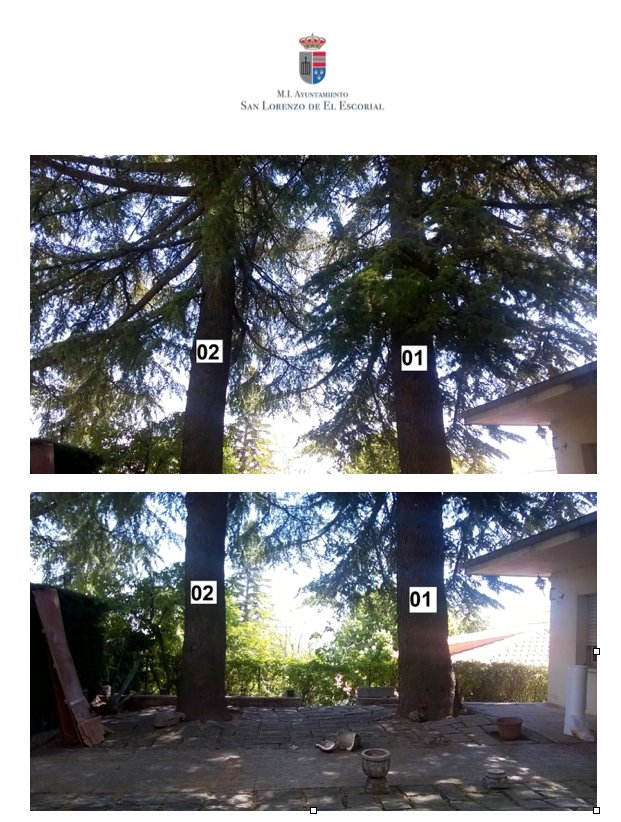 Los cedros de la C/ Pozo de la Nieve: cuando talar los árboles es una necesidad: entornoescorial.blogspot.com.es/2017/06/los-ce…