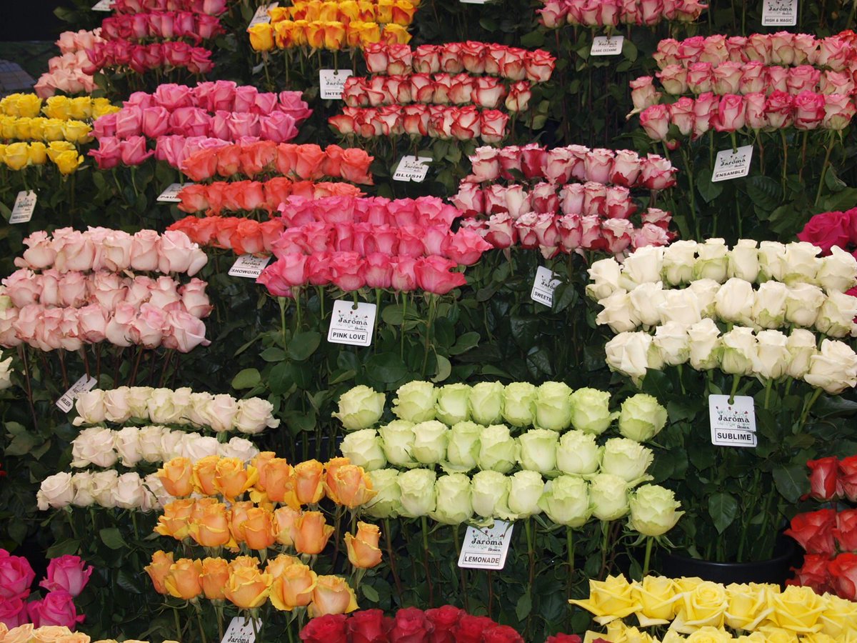 The second biggest flower export company is Colombia. Read our blogpost!
flowercompanies.com/blog/flower-ex…