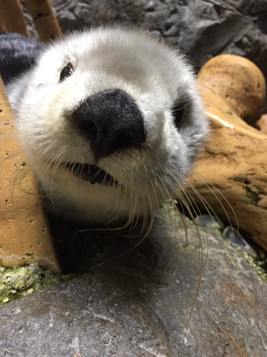 大阪 海遊館 Ar Twitter ラッコって不思議で可愛い生き物なんだよ と伝えるために ラッコ担当はせっせと写真も撮りためています でも この距離感で撮影できるのも パタとの信頼関係があるから パタにとっては ワガママしがいのあるラッコ担当なのかもしれません 大阪 海遊館 Ar Twitter ラッコって不思議で可愛い生き物なんだよ と伝えるために ラッコ担当はせっせと写真も撮りためています でも この距離感で撮影できるのも パタとの信頼関係があるから パタにとっては ワガママしがいのあるラッコ担当なのかもしれません