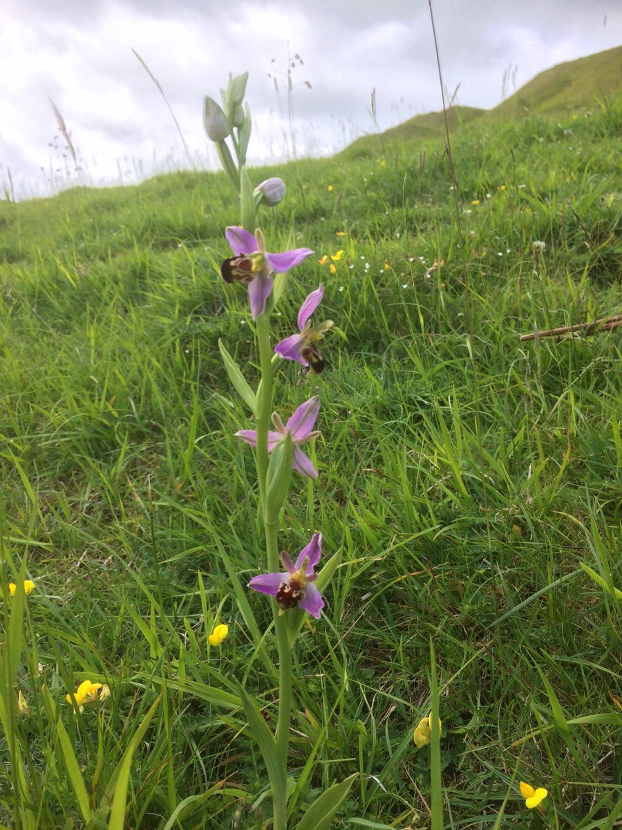 And here we have a skyscraper #beeorchid for #wildlfowerhour - anyone seen one taller!?