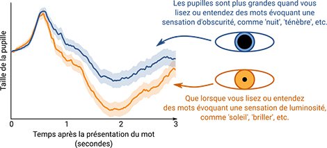 CNRS's tweet image. Ce que les pupilles nous disent sur le langage bit.ly/2sPxpEm c/ @univamu