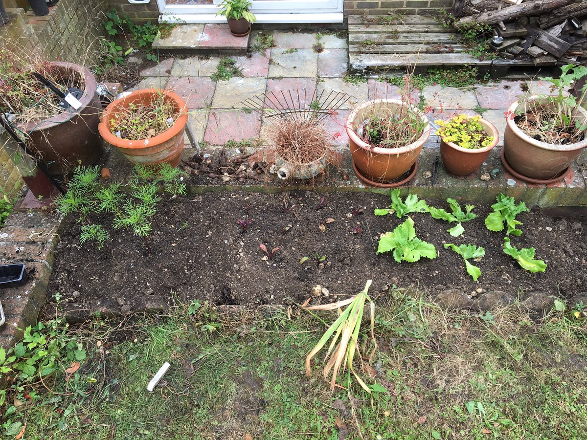 tomdruitt's tweet photo. Catching up on #tomjobs, out with the bindweed, in with the vegetables https://t.co/5tlI4Rbqkn