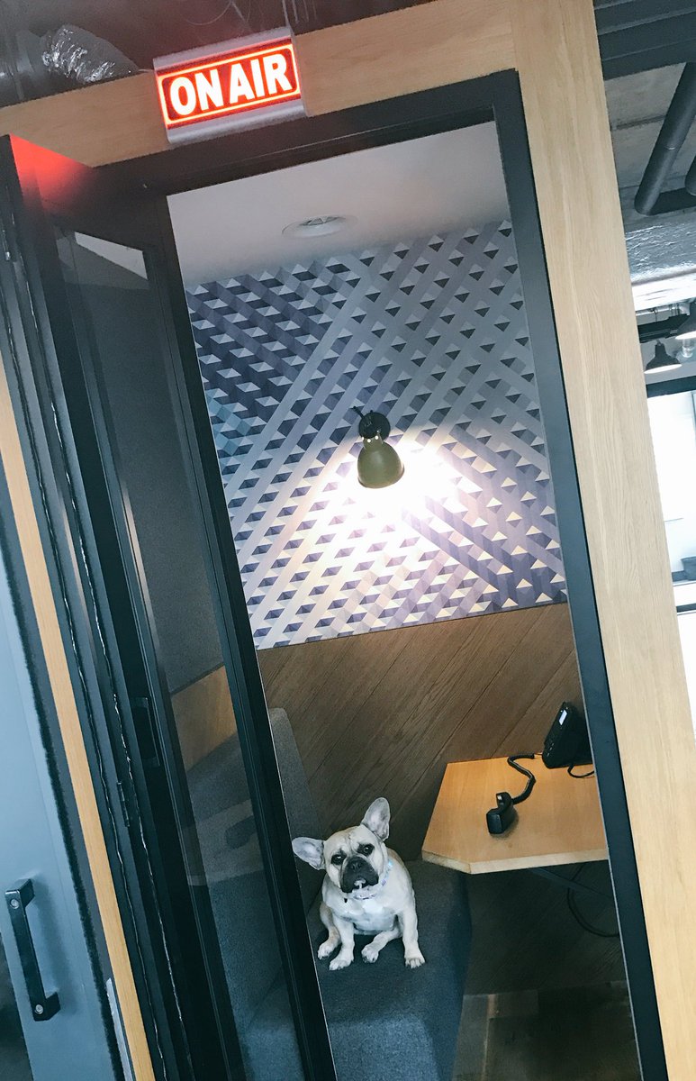 LauraForsythTTB's tweet photo. Wee Mags doing her client calls this morning 🐶📞 #officedog @thetalentboom @WeWork https://t.co/Tl0IFCuQfh