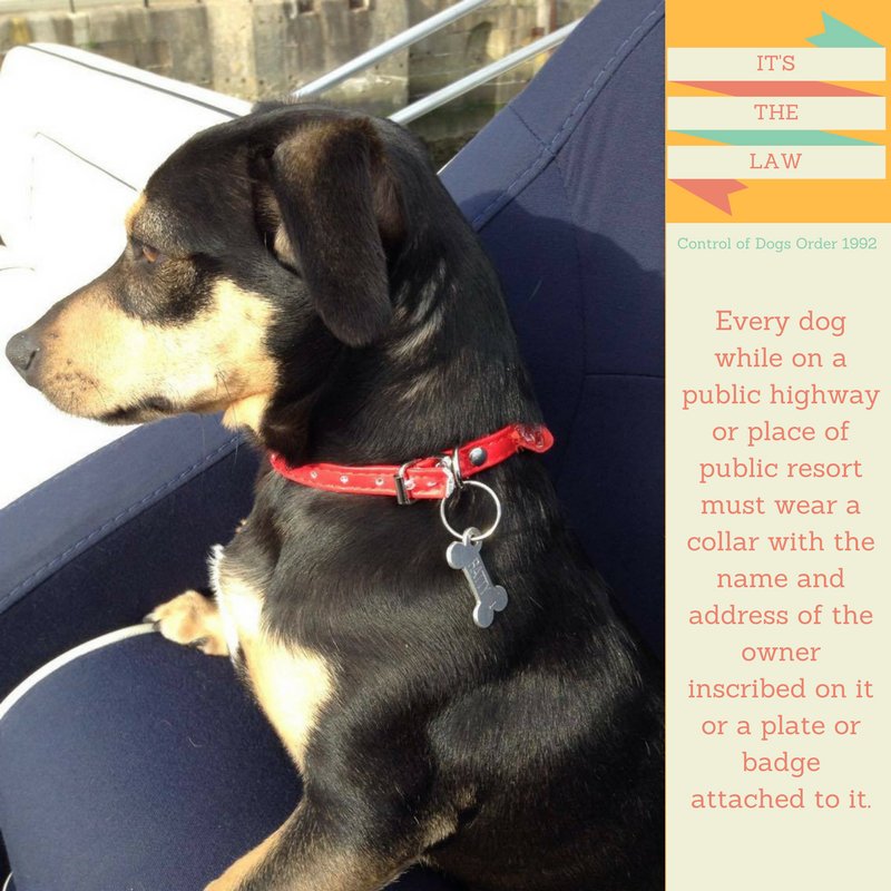 Some words of wisdom from a rather pensive Ratty. #dogsafety #pettags #petsecurity #LoveYourPets