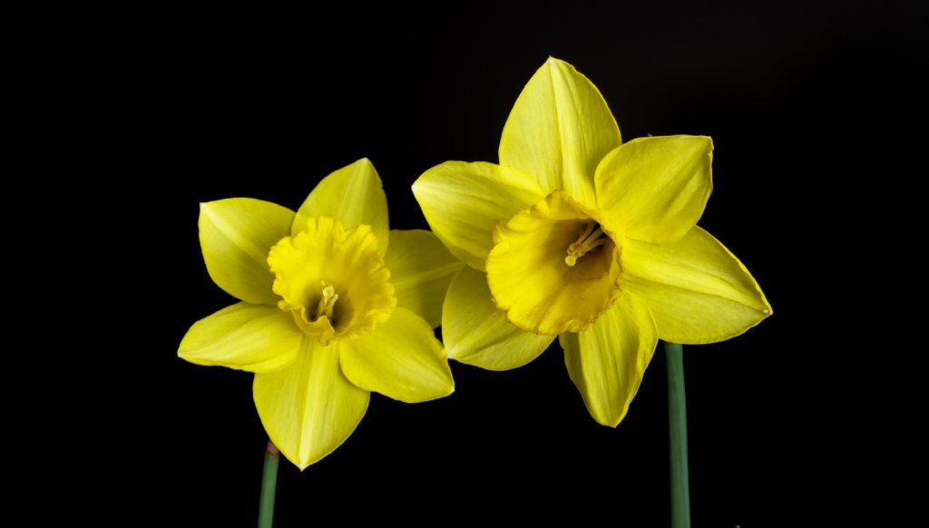 Cicekci On Twitter Altin Kadeh Cicegi Yani Umut Cicegi Benim Lisanimda Ise Beni Her Istemeyisinde Gizli Ya Simdi Degil Ama Bir Gun Belki Cicegi Https T Co 6bf2cqpo27