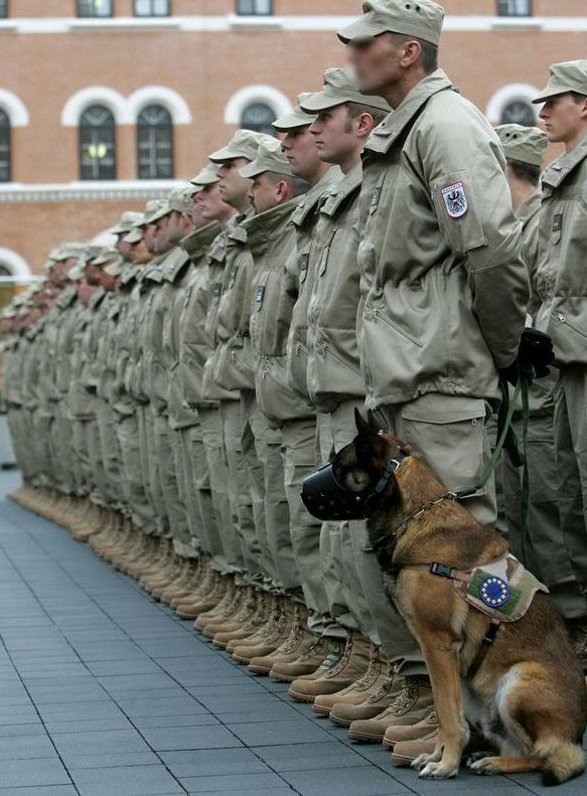 WeLoveDogsUSA's tweet image. Hero dog stands at attention beside the soldier whose life he saved
@dogcelebration @Berti_and_Ernie @HoundsforHeroes @kawalpeet @MesMitch