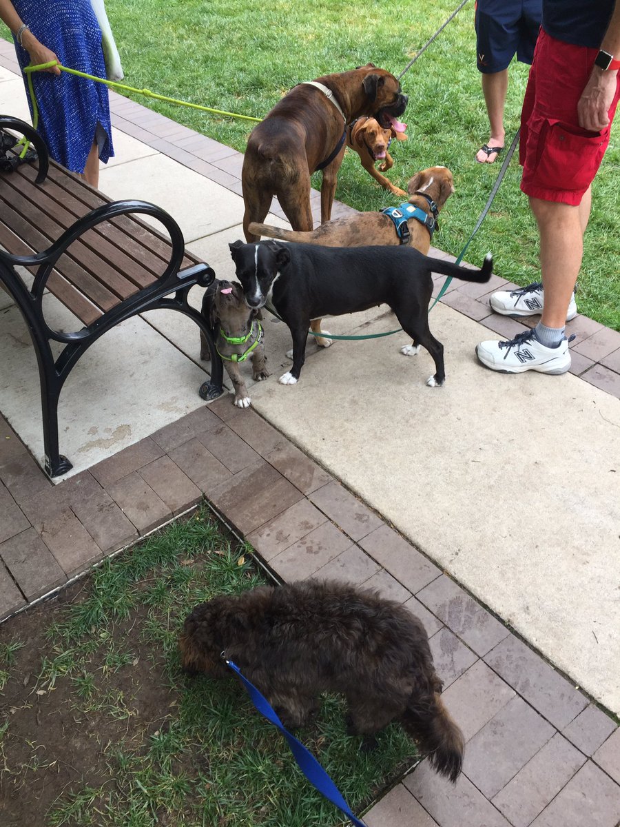 DMV DOGS LLC tweet media