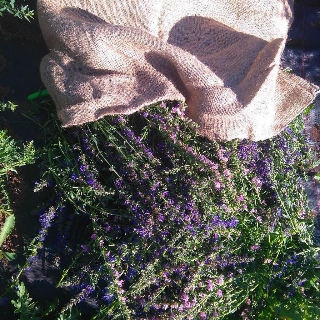 permagriculture's tweet photo. RT Harvesting our #hyssop this morning for @rhizome_herbal :-) #midfields #herbs #herbalist… https://t.co/1xB89ZLGK4