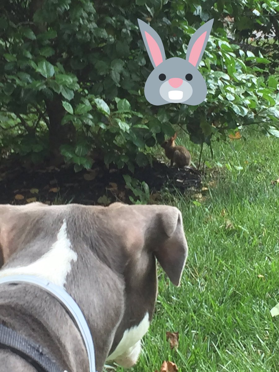 DMV DOGS LLC tweet media
