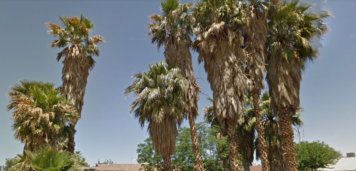 Las Vegas Firerescue On Twitter Dead Palm Fronds Are Extremely Flammable And Catch Fire Easily Raining Down Burning Flaming Embers Over A Large Wide Area Maintain Trees Https T Co Y9bkzv8gd2