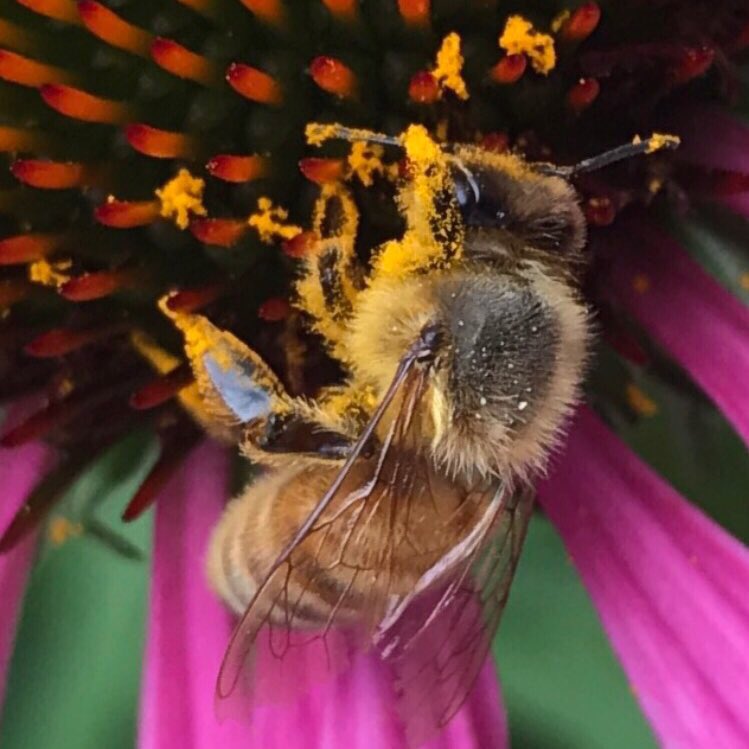 Perkiomen_Bees's tweet image. "What you do makes a difference, and you have to decide what kind of difference you want to make." -Dr. Jane Goodall #conservation #bees