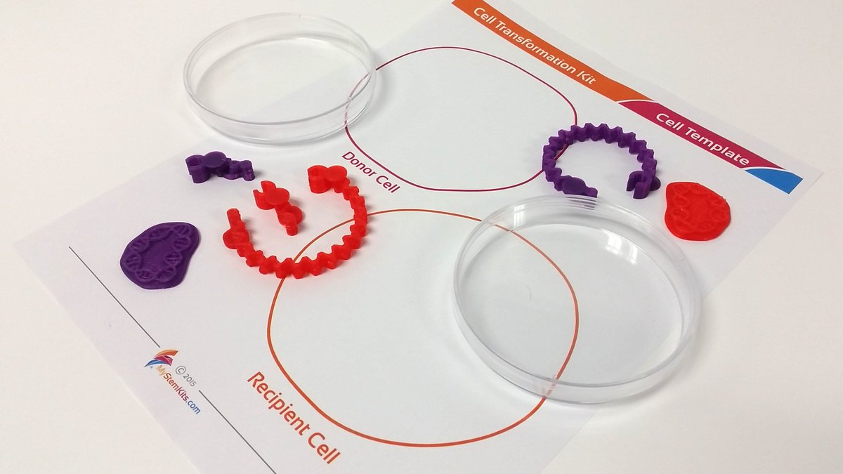 mimioSTEM's tweet photo. Emphasize an understanding of #CellTransformation when studying the #bioengineering career path in your #aftreschool or #summer program. https://t.co/NYxva8ojBG