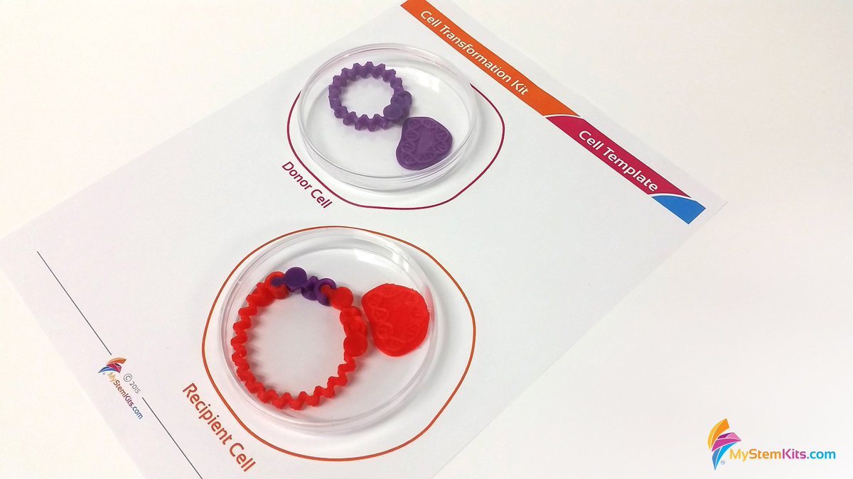 mimioSTEM's tweet photo. Emphasize an understanding of #CellTransformation when studying the #bioengineering career path in your #aftreschool or #summer program. https://t.co/NYxva8ojBG