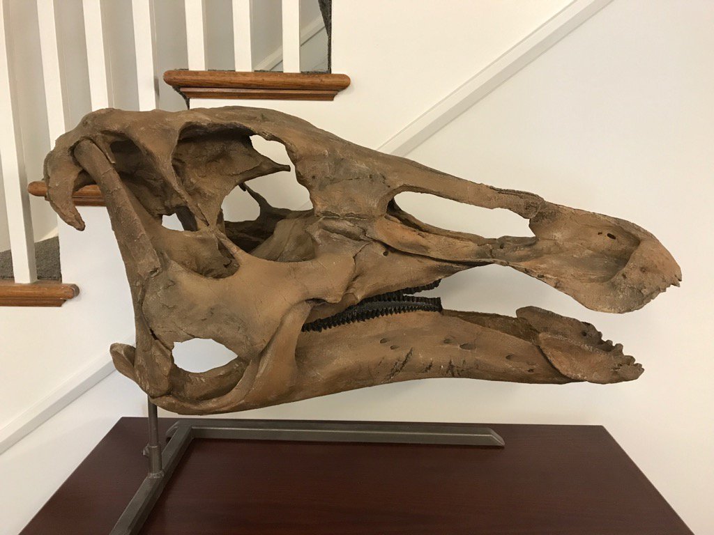 kenlacovara's tweet photo. My new office mate showed up today. Apparently he's a vegan. #Edmontosaurus #annectens https://t.co/RpuLblnmpm