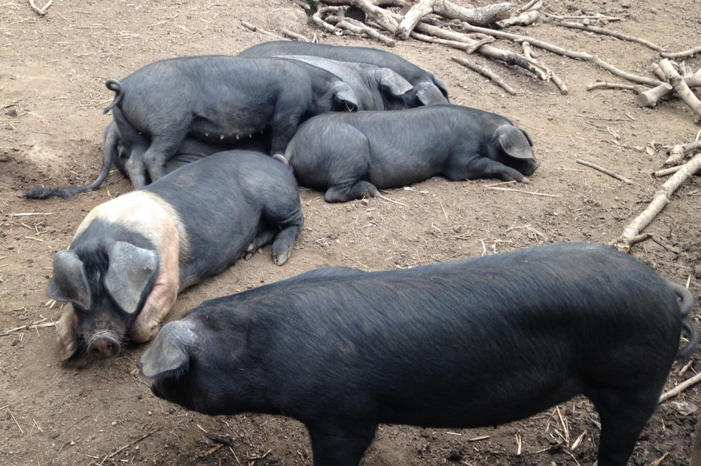 Did you know 8.3m tonnes of food is wasted in the UK each year? Luckily our hungry 🐖 🐖help us cut down on ours #chagford #WednesdayWisdom