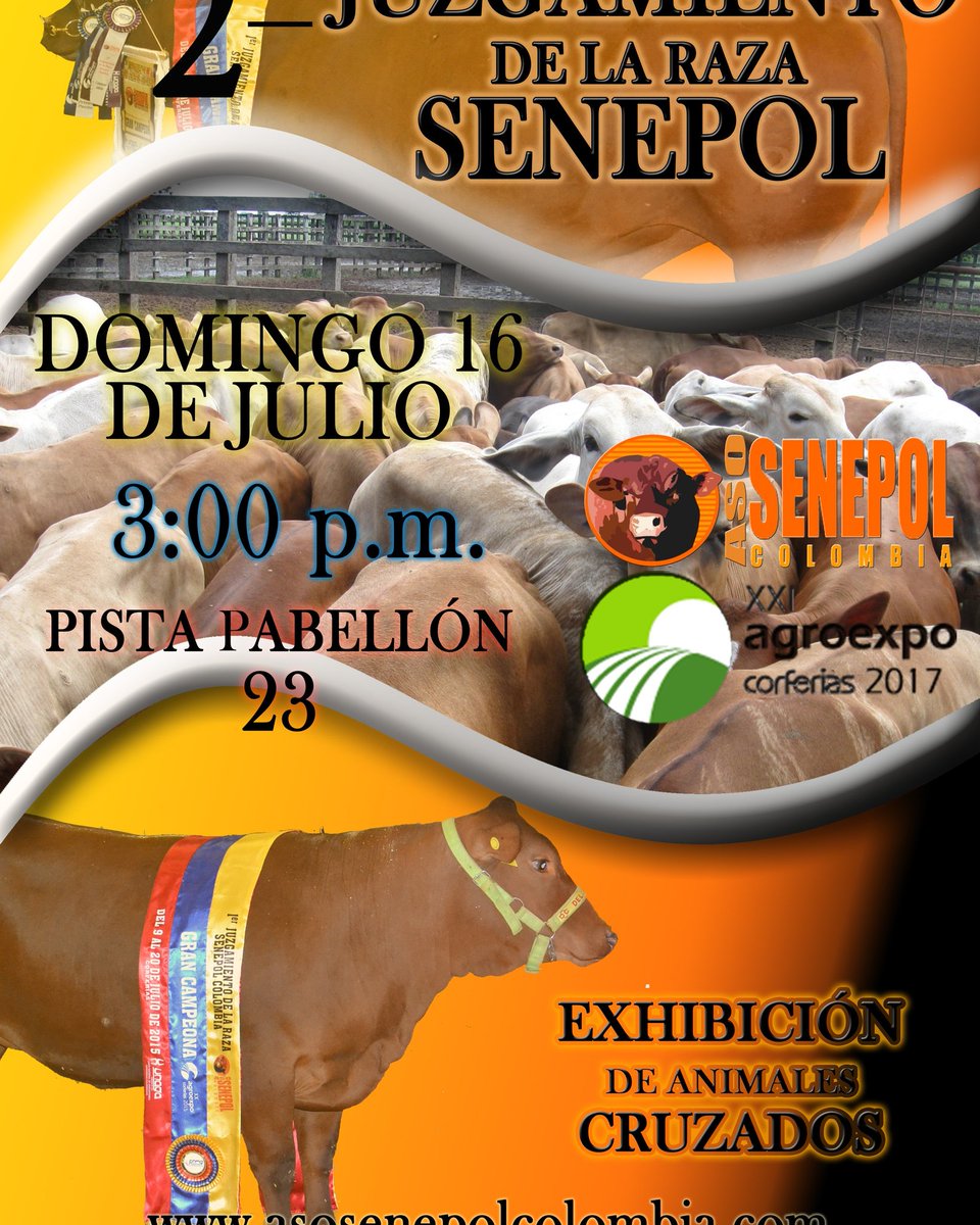 UnagaORG's tweet photo. Juzgamiento de la raza Senepol y sus cruces en Agroexpo 2017. @CorferiasBogota. No te lo puedes perder. https://t.co/1mawD9tQbG