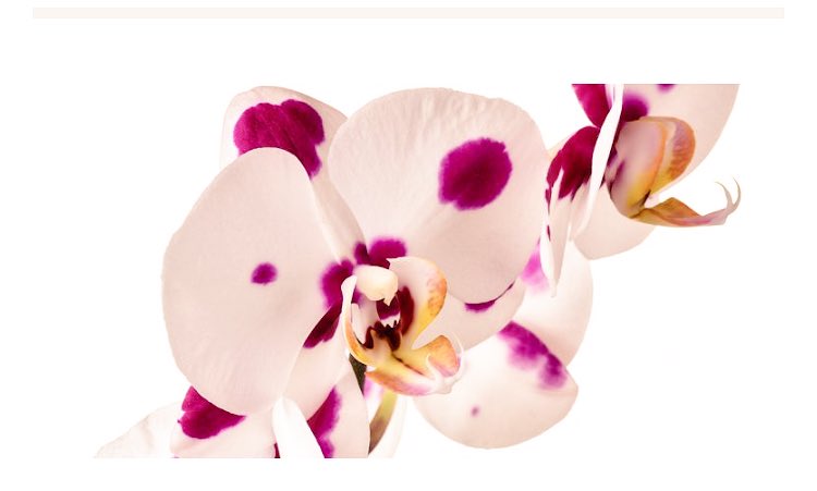 GeniusLociApp's tweet photo. 🌸Ecco come curare le orchidee sfiorite per il #caldo - #estate2017 #giardinaggio #giardino #casa #stile https://t.co/VcwgjL7jby https://t.co/GX01T37SEG