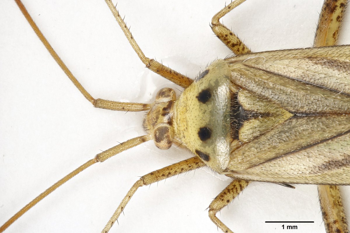 olds_liam's tweet photo. Invertebrate people of Britain, please keep an eye out for Adelphocoris quadripunctatus in July &amp; August - reported new to Britain in 2016. https://t.co/vQnuepRuos