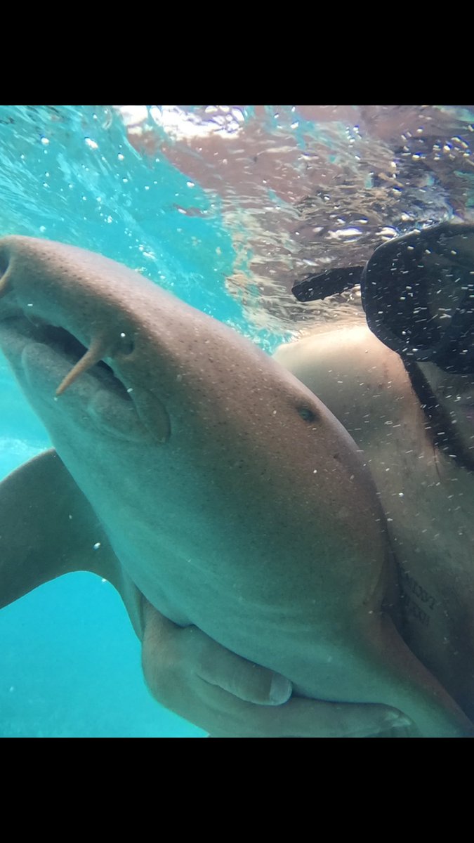 BrandonTbristow's tweet photo. Selfie w a shark 🦈 and a few other pics ❄️ https://t.co/PpguhevyTx