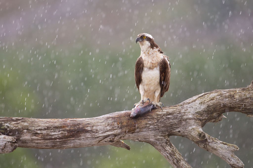 northshots's tweet photo. July is the best month for photography from our #osprey hide. If youd like to join us we have limited availability so please do get in touch https://t.co/M2jcXavzPj
