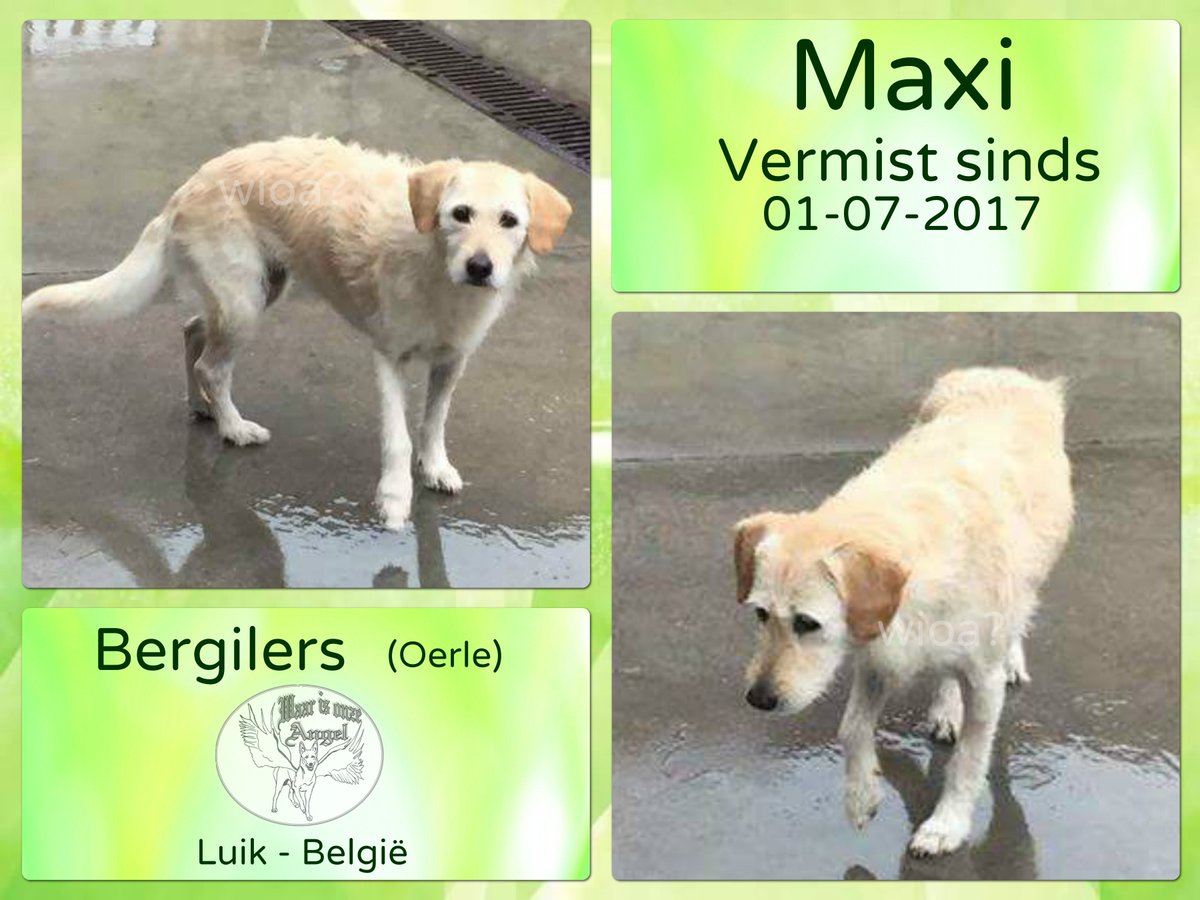 waarisonzeangel's tweet photo. Maxi #Vermist sinds 01-07-2017 te #Bergilers #Luik #België

https://t.co/AAepcCZdcS https://t.co/esGmQN8Yaj