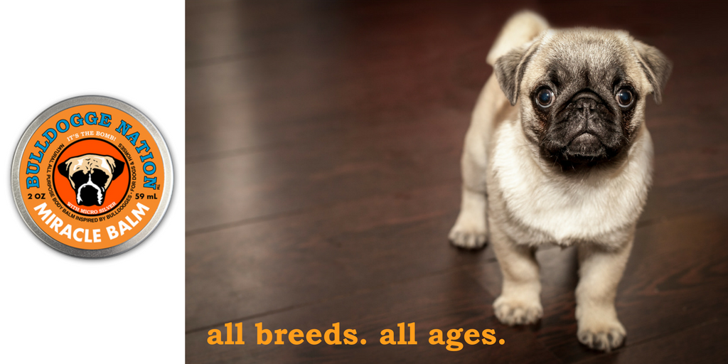 BulldoggeNation's tweet photo. All-purpose body balm for dogs &amp; horses! Order yours today! https://t.co/GOylICvzq9 #bulldoggenation #miraclebalm #itsthebomb https://t.co/XW0flss3jC