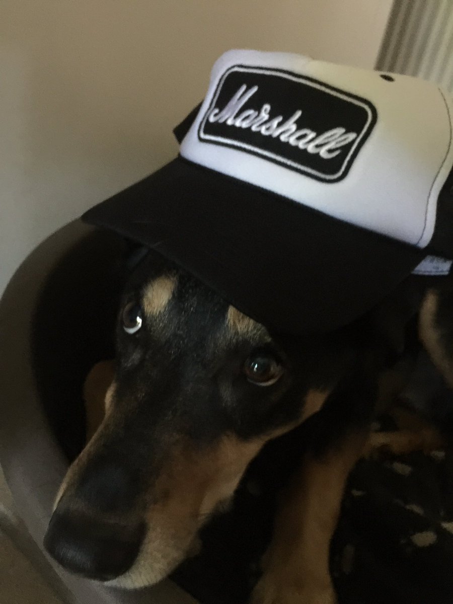 MrMichaelEast's tweet photo. @DownloadFest Bob is already getting ready for download 2018 #downloaddog https://t.co/tyXyb8yaRn