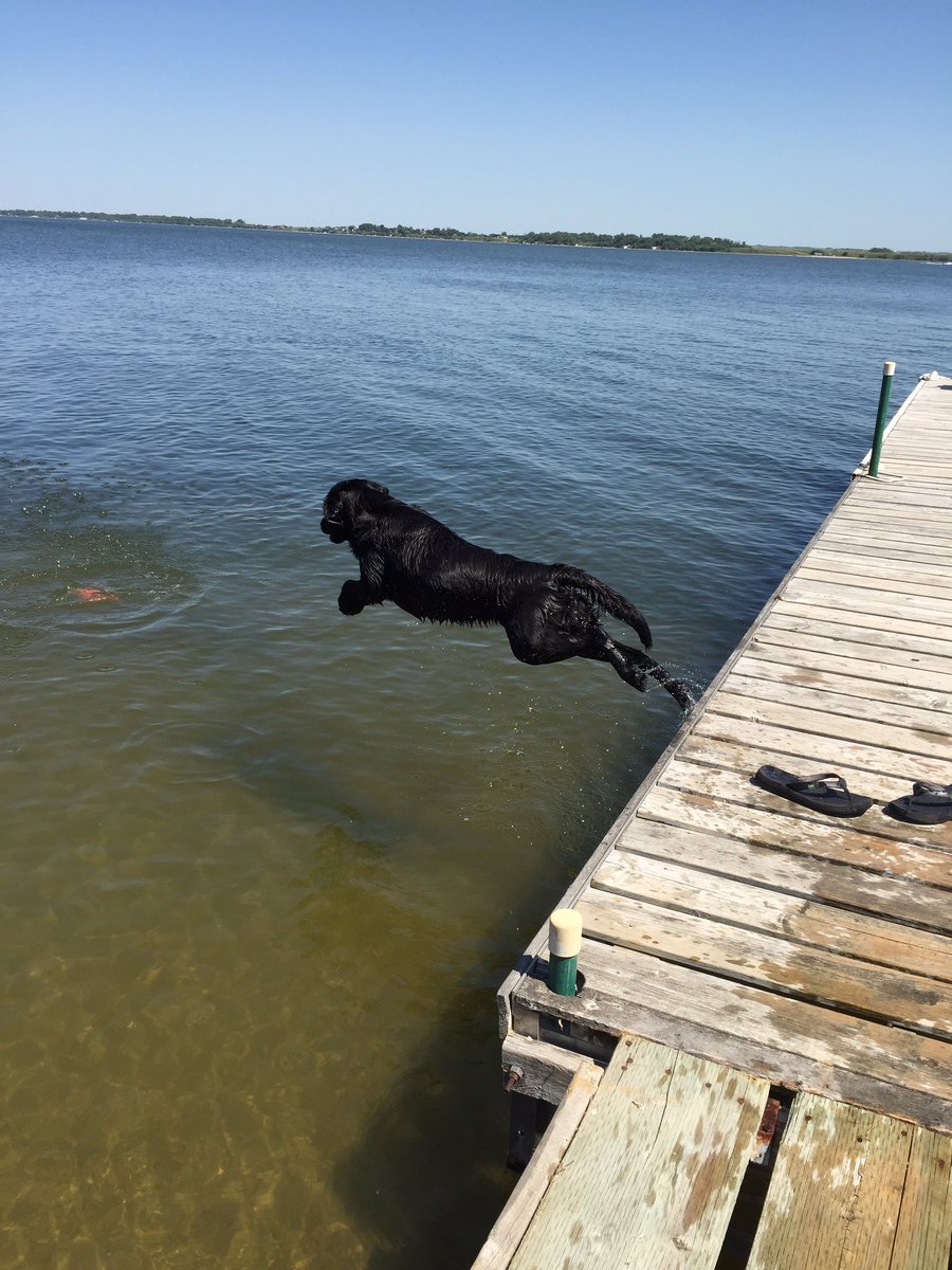 PADSk9Merlot's tweet photo. I wasn't sure how I was going to #BeatTheHeat today & then this happened! #surprise #playedhooky #lakelife #girlstrip @reginapolice #Merlot https://t.co/z345mhJfGz