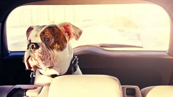 infobae's tweet photo. Movimiento pet friendly: ahora se suman a la Ciudad los taxis especiales para mascotas https://t.co/t7tjEJaaJo https://t.co/iP8L3d8zkI