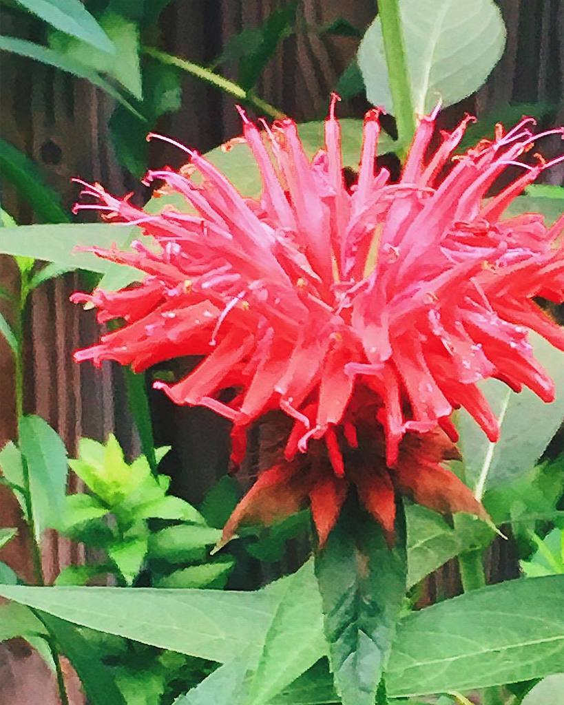 We're sharing images on Instagram @hamiltonlauraville. Check out our latest post:ift.tt/2thNqCf