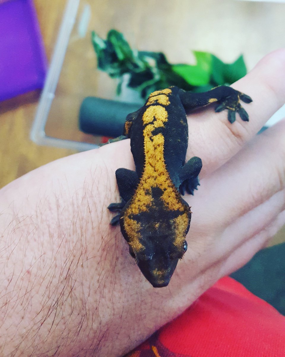 PCExotics's tweet photo. Proud to say this oddball is one of my hatchlings. #crestedgeckos #ciliatus #geckos #reptiles #ilovereptiles https://t.co/ZvXcfJIhRU