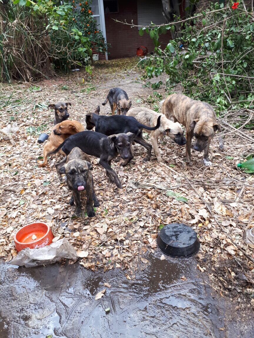 juliaguirrem's tweet photo. Abandonaron a una mama con sus 7 hijos, parecen tener aprox 3 meses, necesitamos buscarles un hogar. POR FAVOR DIFUNDAN‼️ https://t.co/IezCA5ADpd