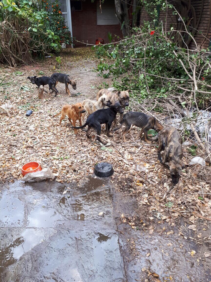 juliaguirrem's tweet photo. Abandonaron a una mama con sus 7 hijos, parecen tener aprox 3 meses, necesitamos buscarles un hogar. POR FAVOR DIFUNDAN‼️ https://t.co/IezCA5ADpd