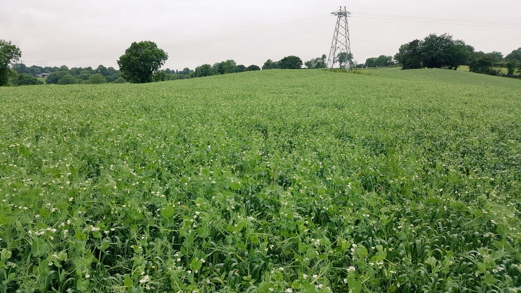 Markgillanders1's tweet photo. #combicrop looking good https://t.co/lTlwuPRVje