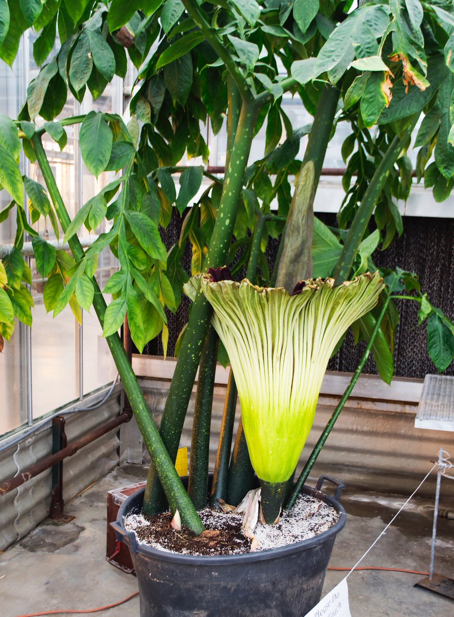 DannySimonSays's tweet photo. Some flowers smell awesome. This one smells like a dead body. It's also one of the biggest flowers in the world. #corpseflower #kstate https://t.co/OgsCiDogys