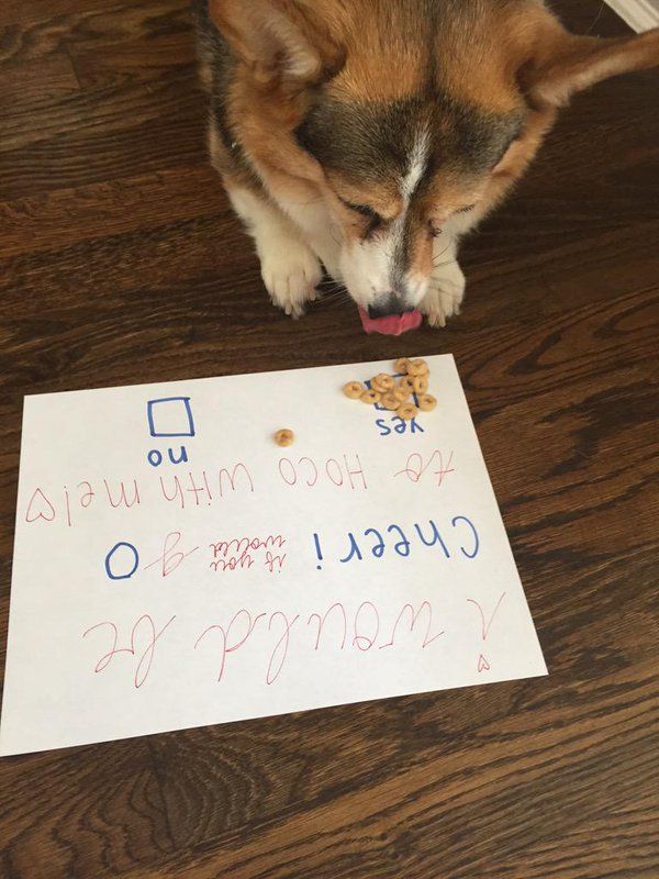 ThatsAnimals's tweet photo. SHE SAID YES!!!! #hoco2015 π https://t.co/sZmGBbpCeN