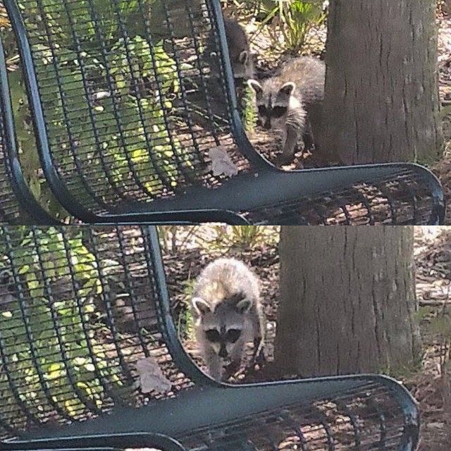Watch out for these little beggars on campus! As hungry as the look, don't feed them!!