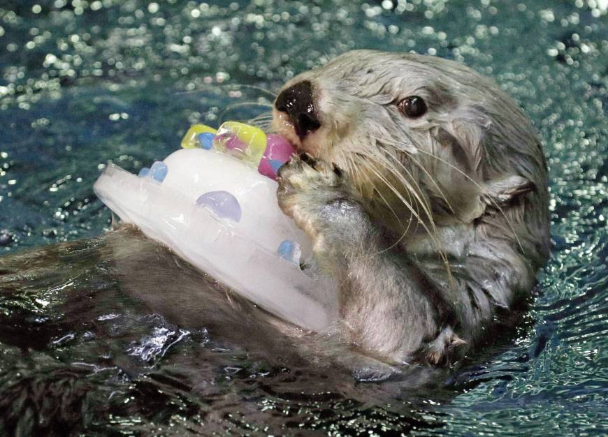 This is Pata the otter's birthday cake. She lives in Japan. Kawaii!! via <a href="/japantimes/">The Japan Times</a> japantimes.co.jp/news/2017/06/2… #IceMan #HappyBirthday #animals