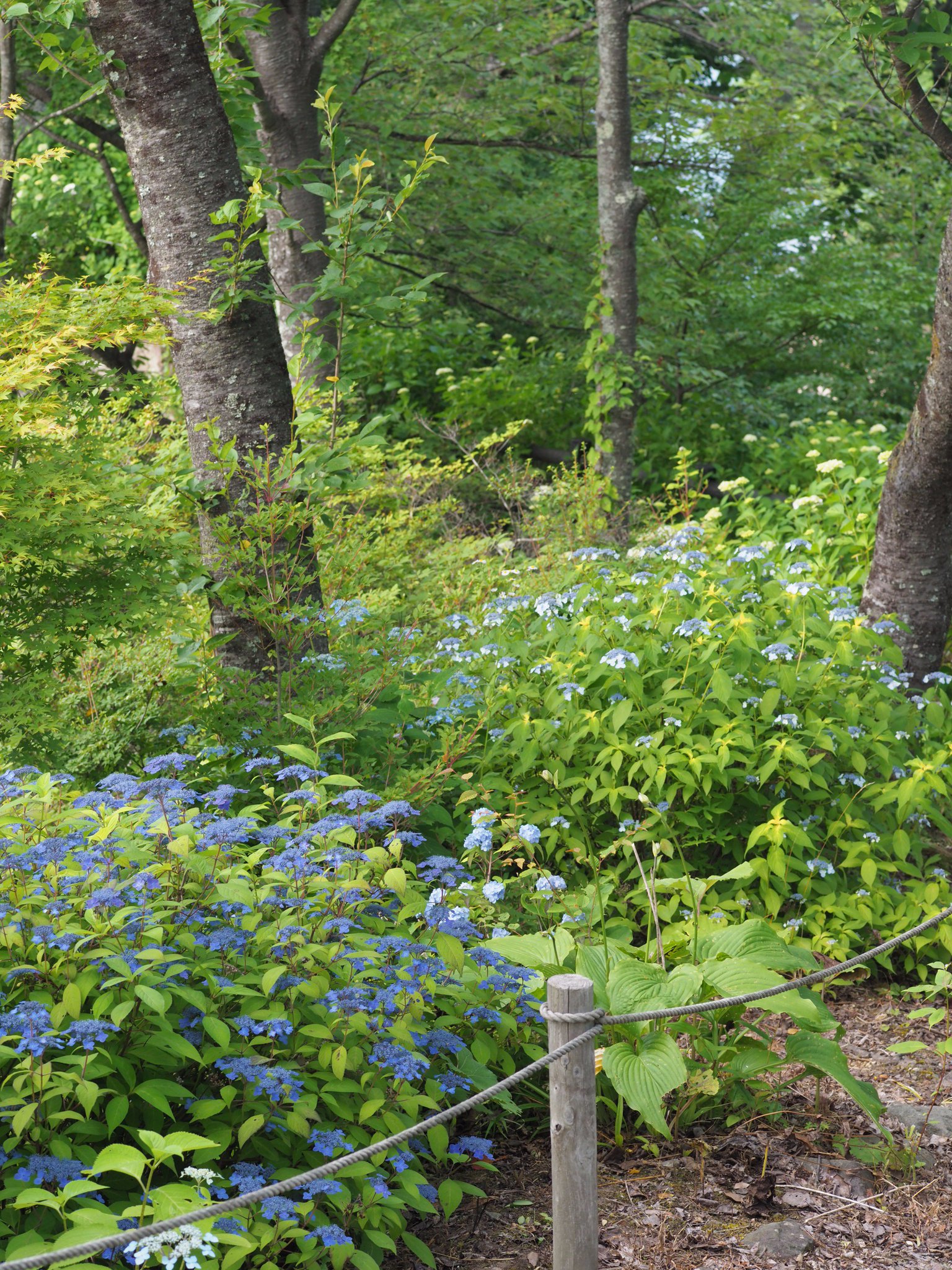 ガーデンナーセリー グリーンスポット そして 泉ボタニカルガーデンの芝生広場から岬に向かう園路沿いでは ヤマアジサイが満開を迎えています お花が小さいので 遠目からはちょっと地味ですが 笑 一つ一つお花の形を見比べるのも楽しいですよ 2枚 ガーデンナーセリー グリーンスポット そして 泉ボタニカルガーデンの芝生広場から岬に向かう園路沿いでは ヤマアジサイが満開を迎えています お花が小さいので 遠目からはちょっと地味ですが 笑 一つ一つお花の形を見比べるのも楽しいですよ 2枚