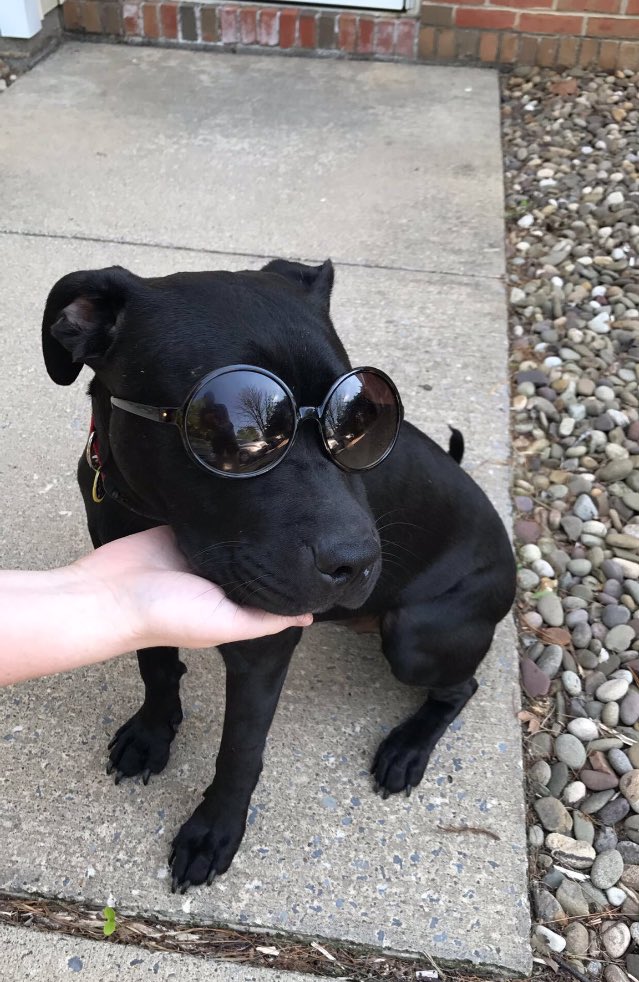 emojisuk's tweet photo. OMG!! This trend is to funny πππ I can't stop laughingπππ¦β¨π #miascrazydiary #funny #dogs #dogswithsunglasses https://t.co/5GacoFwFDm