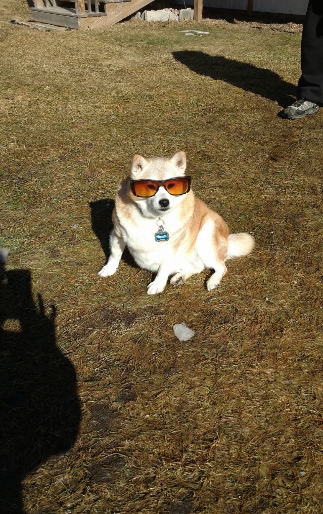 emojisuk's tweet photo. OMG!! This trend is to funny πππ I can't stop laughingπππ¦β¨π #miascrazydiary #funny #dogs #dogswithsunglasses https://t.co/5GacoFwFDm