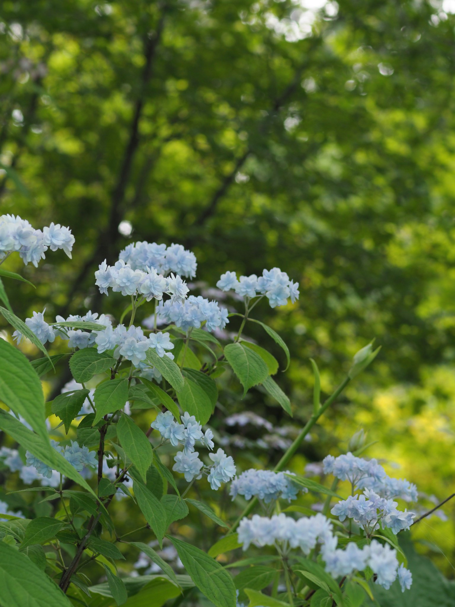 ガーデンナーセリー グリーンスポット そして 泉ボタニカルガーデンの芝生広場から岬に向かう園路沿いでは ヤマアジサイが満開を迎えています お花が小さいので 遠目からはちょっと地味ですが 笑 一つ一つお花の形を見比べるのも楽しいですよ 2枚 ガーデンナーセリー グリーンスポット そして 泉ボタニカルガーデンの芝生広場から岬に向かう園路沿いでは ヤマアジサイが満開を迎えています お花が小さいので 遠目からはちょっと地味ですが 笑 一つ一つお花の形を見比べるのも楽しいですよ 2枚