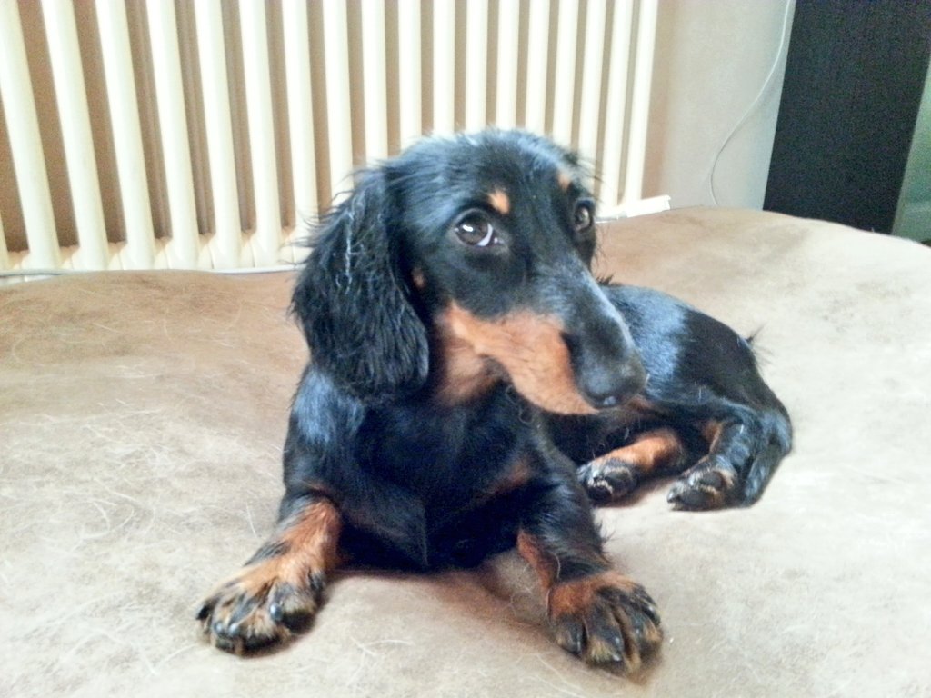 DachshundMerle's tweet photo. Rainy days are no fun... 😞 #NotMyWeather #insidesummer https://t.co/o2LBjkGxIn