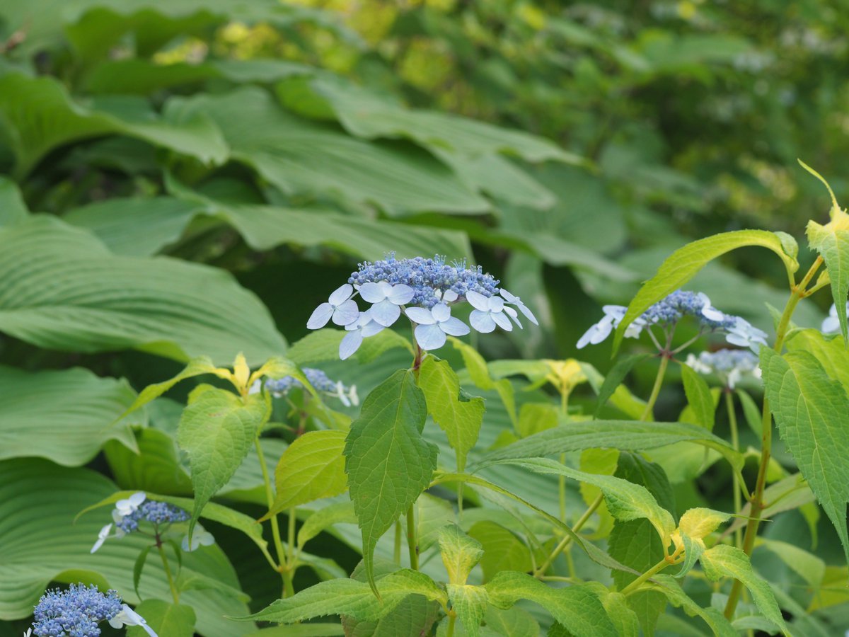 ガーデンナーセリー グリーンスポット そして 泉ボタニカルガーデンの芝生広場から岬に向かう園路沿いでは ヤマアジサイが満開を迎えています お花が小さいので 遠目からはちょっと地味ですが 笑 一つ一つお花の形を見比べるのも楽しいですよ 2枚 ガーデンナーセリー グリーンスポット そして 泉ボタニカルガーデンの芝生広場から岬に向かう園路沿いでは ヤマアジサイが満開を迎えています お花が小さいので 遠目からはちょっと地味ですが 笑 一つ一つお花の形を見比べるのも楽しいですよ 2枚