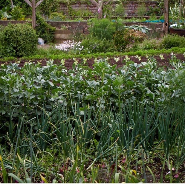 Latest article from the fab .<a href="/gardenista/">Gardenista</a> magazine, focussing on the CSA &amp; walled garden here bit.ly/2t0fdVW #Monmouthshire #organic