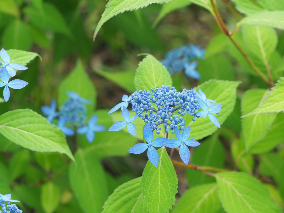 ガーデンナーセリー グリーンスポット そして 泉ボタニカルガーデンの芝生広場から岬に向かう園路沿いでは ヤマアジサイが満開を迎えています お花が小さいので 遠目からはちょっと地味ですが 笑 一つ一つお花の形を見比べるのも楽しいですよ 2枚 ガーデンナーセリー グリーンスポット そして 泉ボタニカルガーデンの芝生広場から岬に向かう園路沿いでは ヤマアジサイが満開を迎えています お花が小さいので 遠目からはちょっと地味ですが 笑 一つ一つお花の形を見比べるのも楽しいですよ 2枚